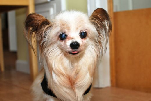 Köpeklerde Katarakt Ameliyatı Riskleri ve Sonrası